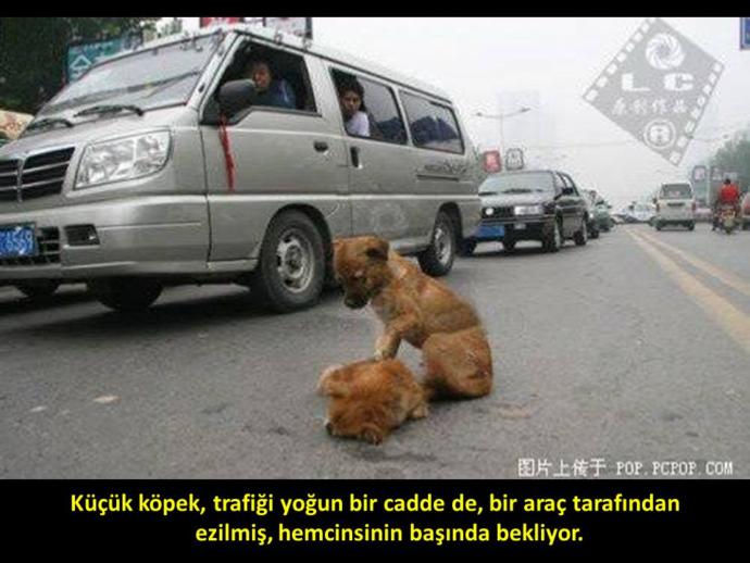 Kedi, Köpeğinizi Sokağa Bırakmak Ölüme ve Zulme Terk Etmektir!