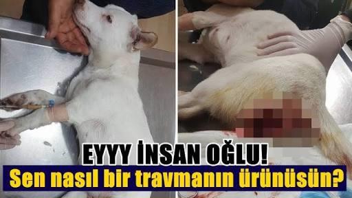 Kedi, Köpeğinizi Sokağa Bırakmak Ölüme ve Zulme Terk Etmektir!