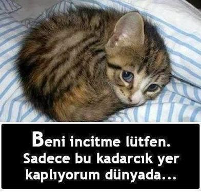 Kedi, Köpeğinizi Sokağa Bırakmak Ölüme ve Zulme Terk Etmektir!