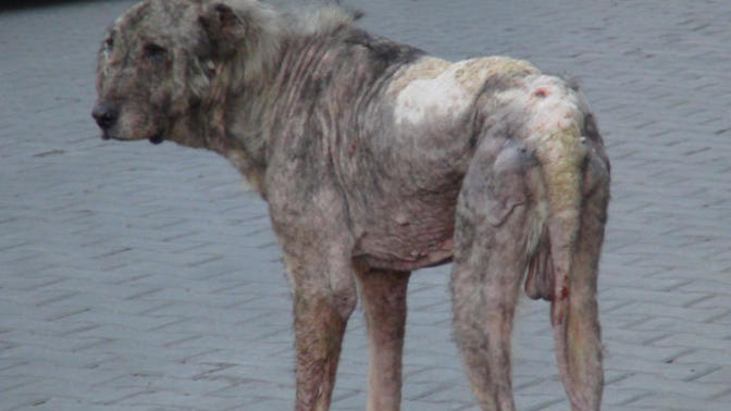 Kedi, Köpeğinizi Sokağa Bırakmak Ölüme ve Zulme Terk Etmektir!