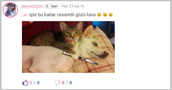 Bugünkü Modunu Bir Kediyle Anlatan KScanlardan En Komikli Paylaşımlar!