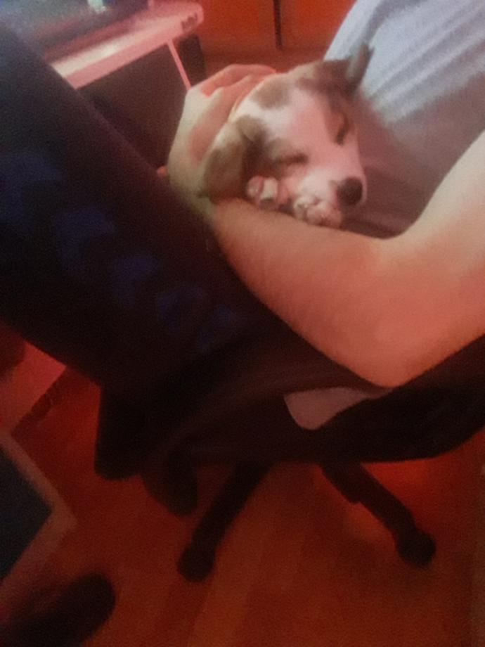 Tatilde Yapılabilecek En Güzel Aktivite: Barınak Ziyareti!