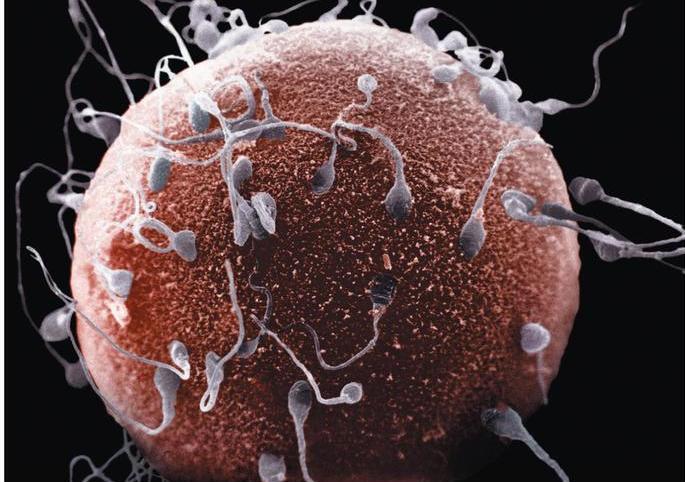 Hamile Kalmakla İlgili Bilinmesi Gerekenler