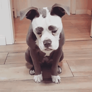 "Senin Tarlanı Kimler Yaktı?" Dedirten Bakışıyla Dünyanın En Üzgün Köpeğiyle Tanışın!