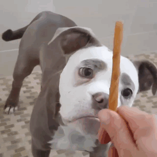 "Senin Tarlanı Kimler Yaktı?" Dedirten Bakışıyla Dünyanın En Üzgün Köpeğiyle Tanışın!