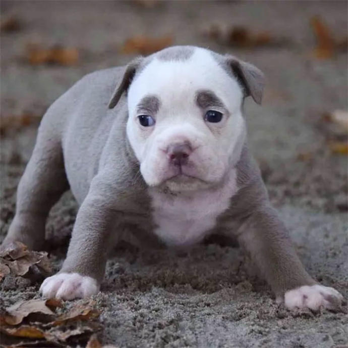 "Senin Tarlanı Kimler Yaktı?" Dedirten Bakışıyla Dünyanın En Üzgün Köpeğiyle Tanışın!