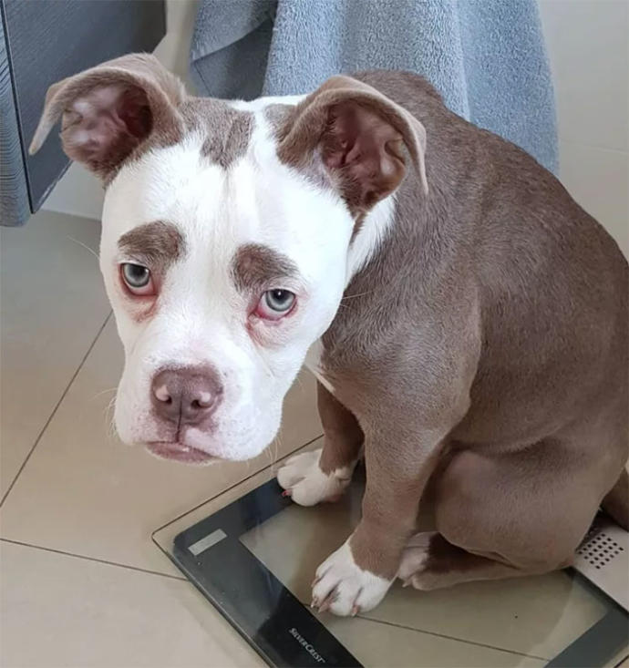 "Senin Tarlanı Kimler Yaktı?" Dedirten Bakışıyla Dünyanın En Üzgün Köpeğiyle Tanışın!