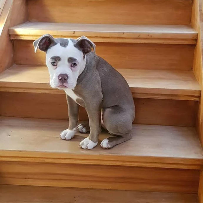 "Senin Tarlanı Kimler Yaktı?" Dedirten Bakışıyla Dünyanın En Üzgün Köpeğiyle Tanışın!