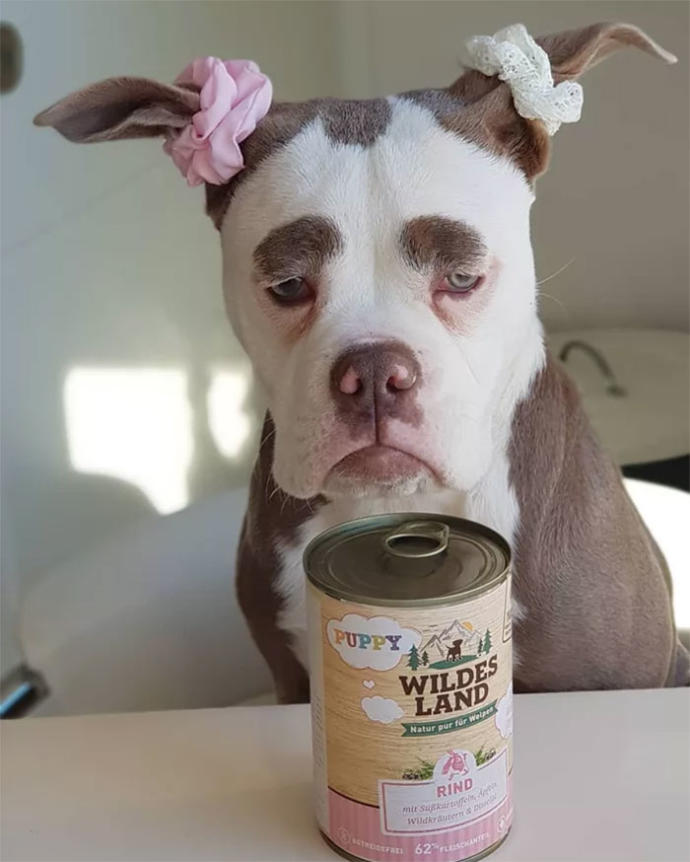 "Senin Tarlanı Kimler Yaktı?" Dedirten Bakışıyla Dünyanın En Üzgün Köpeğiyle Tanışın!