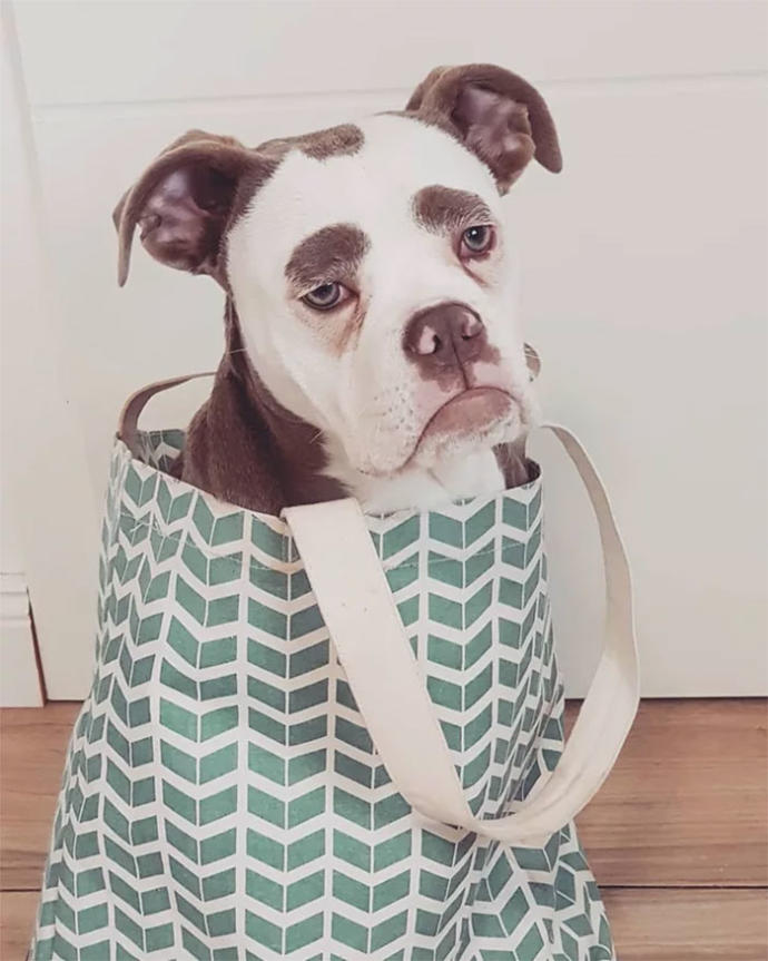 "Senin Tarlanı Kimler Yaktı?" Dedirten Bakışıyla Dünyanın En Üzgün Köpeğiyle Tanışın!