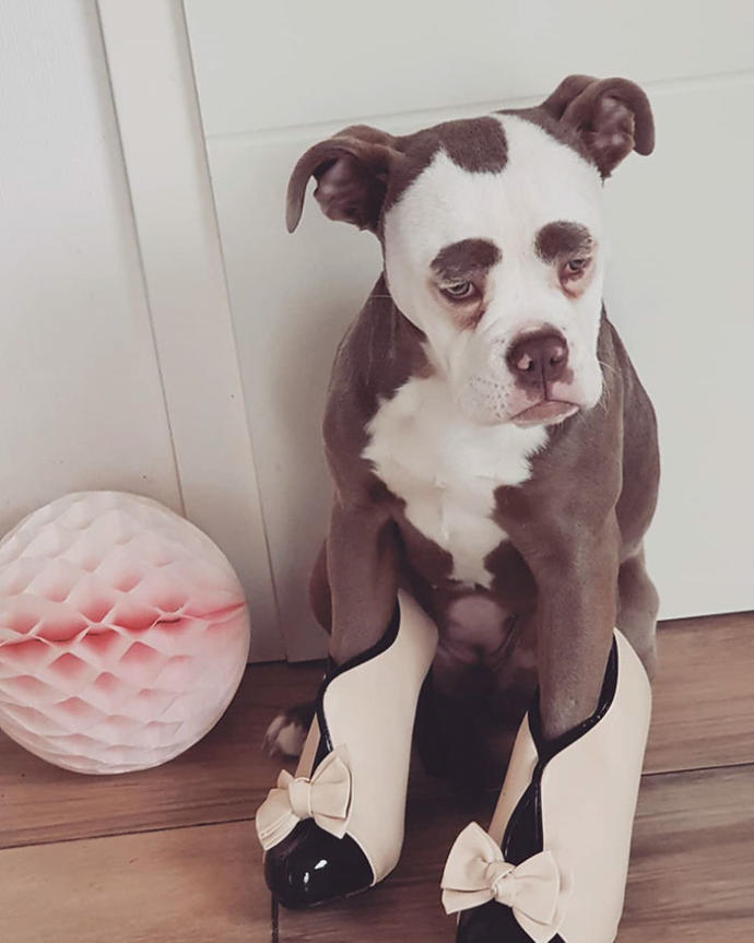 "Senin Tarlanı Kimler Yaktı?" Dedirten Bakışıyla Dünyanın En Üzgün Köpeğiyle Tanışın!