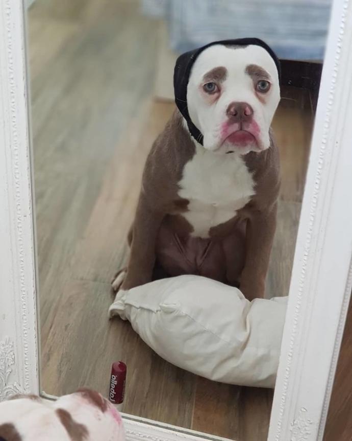 "Senin Tarlanı Kimler Yaktı?" Dedirten Bakışıyla Dünyanın En Üzgün Köpeğiyle Tanışın!