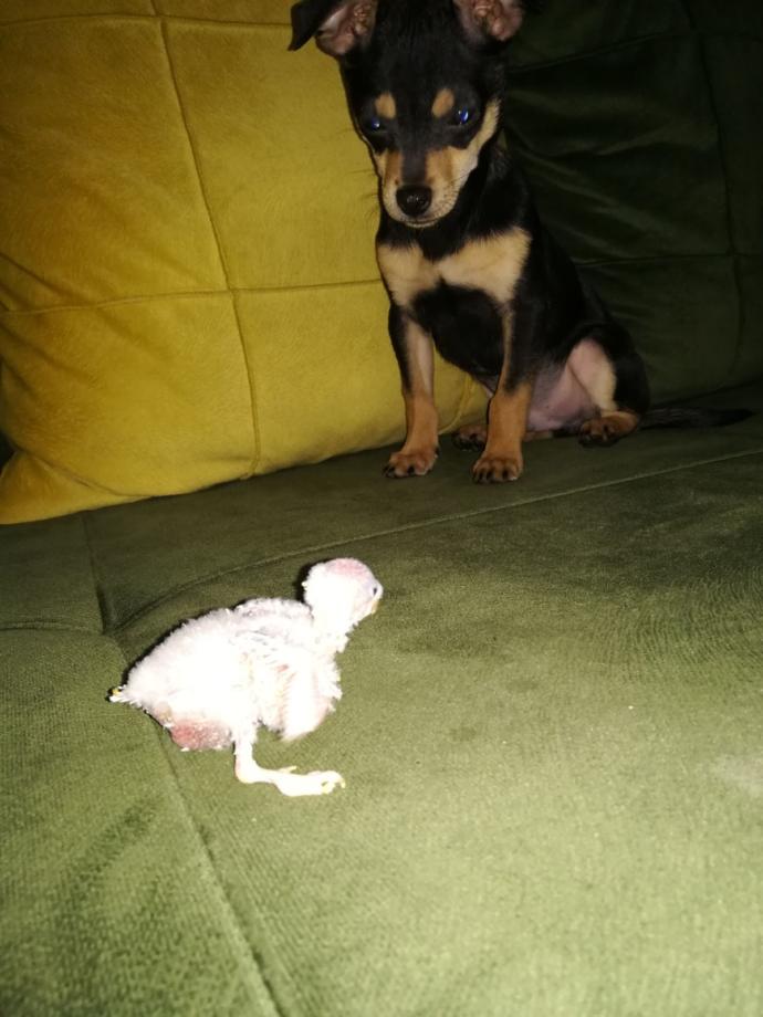"Senin Tarlanı Kimler Yaktı?" Dedirten Bakışıyla Dünyanın En Üzgün Köpeğiyle Tanışın!