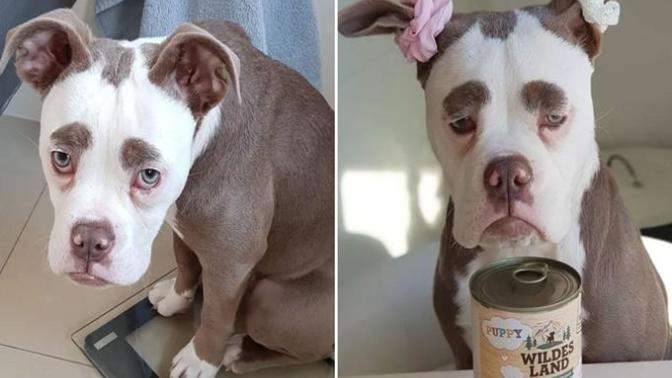 "Senin Tarlanı Kimler Yaktı?" Dedirten Bakışıyla Dünyanın En Üzgün Köpeğiyle Tanışın!