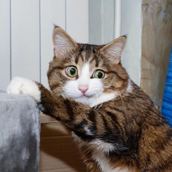 Hayatında İlk İlişkisini Yaşayanların Standart Hallerini Canlandıran Afacan Kedi Recai!