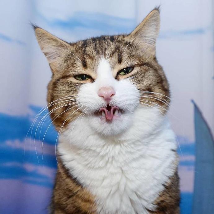 Hayatında İlk İlişkisini Yaşayanların Standart Hallerini Canlandıran Afacan Kedi Recai!