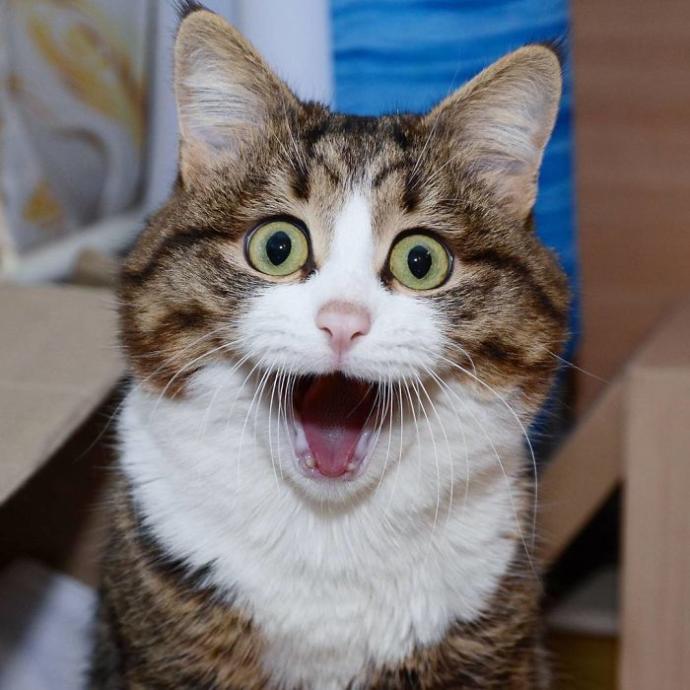 Hayatında İlk İlişkisini Yaşayanların Standart Hallerini Canlandıran Afacan Kedi Recai!