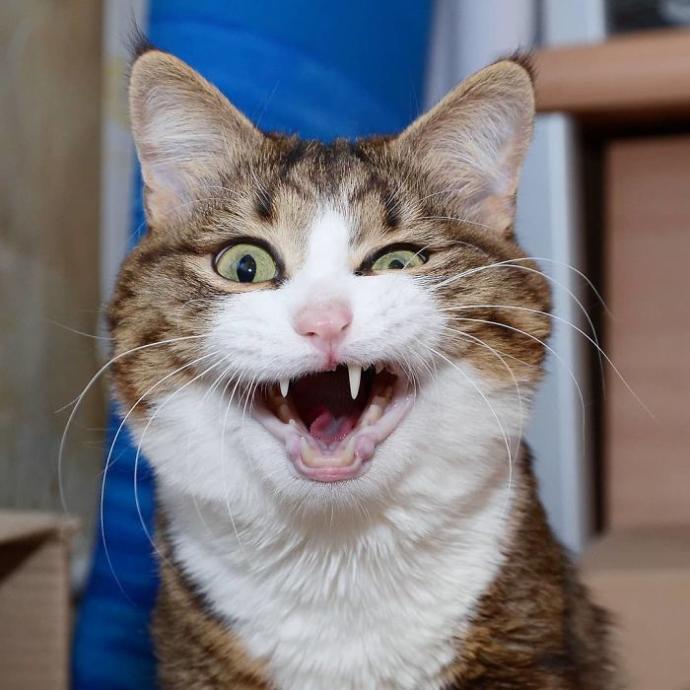 Hayatında İlk İlişkisini Yaşayanların Standart Hallerini Canlandıran Afacan Kedi Recai!