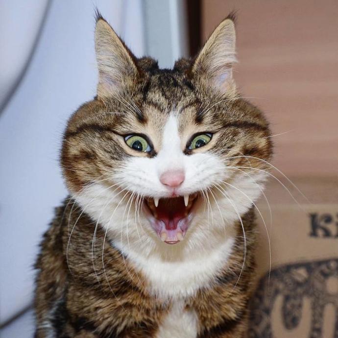 Hayatında İlk İlişkisini Yaşayanların Standart Hallerini Canlandıran Afacan Kedi Recai!