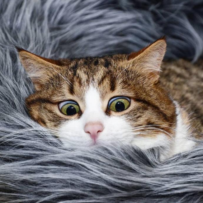 Hayatında İlk İlişkisini Yaşayanların Standart Hallerini Canlandıran Afacan Kedi Recai!