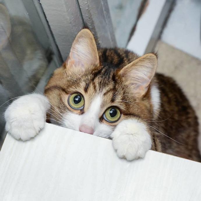 Hayatında İlk İlişkisini Yaşayanların Standart Hallerini Canlandıran Afacan Kedi Recai!