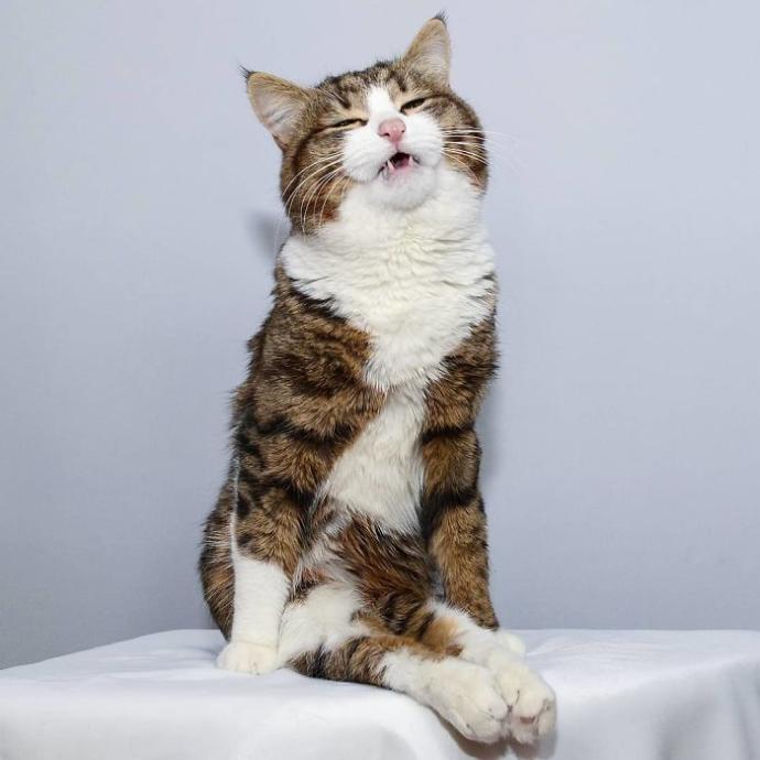 Hayatında İlk İlişkisini Yaşayanların Standart Hallerini Canlandıran Afacan Kedi Recai!