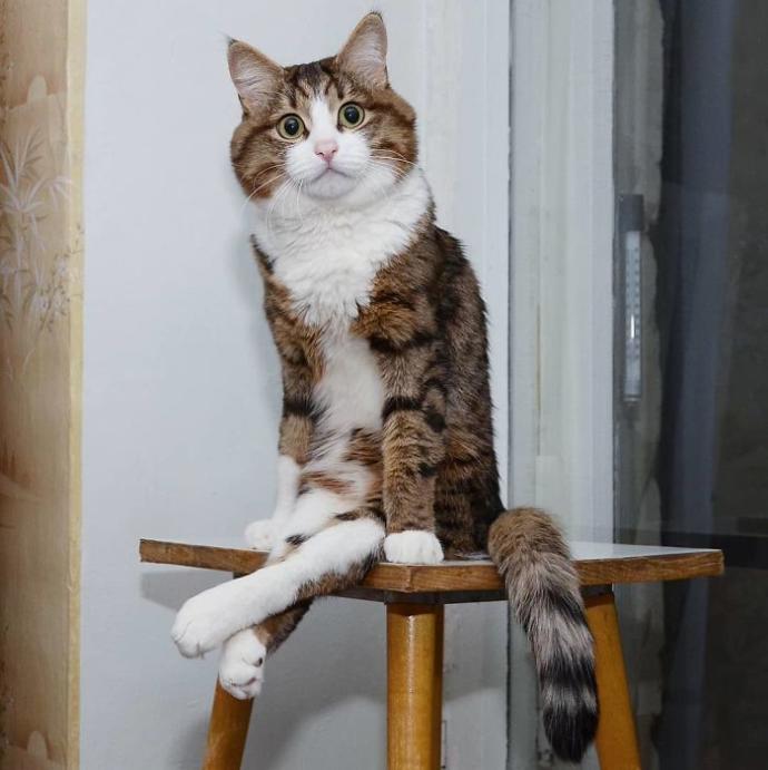 Hayatında İlk İlişkisini Yaşayanların Standart Hallerini Canlandıran Afacan Kedi Recai!