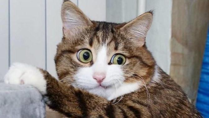 Hayatında İlk İlişkisini Yaşayanların Standart Hallerini Canlandıran Afacan Kedi Recai!