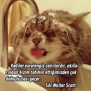 Alemin En Tatlı Kedileriyle Hayatın İçinden Eğlenceli Durumlar!