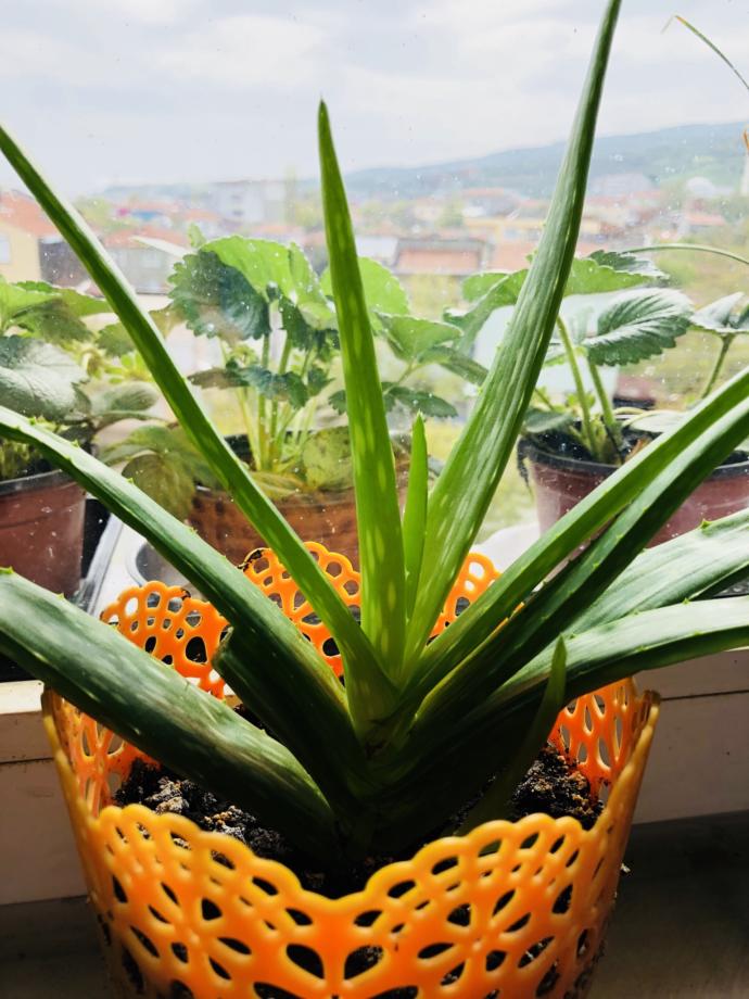 Doğanın Mucizesi Aloe Veranın Güzelliğinize 7 Önemli Etkisi!