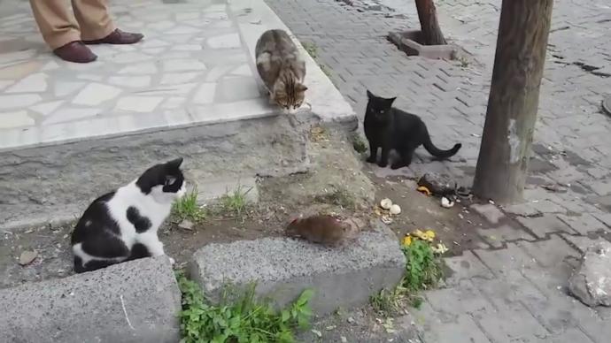 İstanbul'da İnsanlara, Özellikle Kedilere Kafa Tutan Fare Herkesi Şaşkına Çeviriyor!
