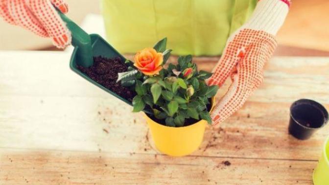 Evimizde Yetiştirebileceğimiz Şifalı Bitkiler ve Bize Sağladığı Faydaları Nelerdir?