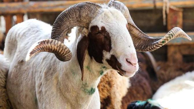 Kurban Seçiminde Dikkat Etmemiz Gereken Başlıca Hususlar Nelerdir?