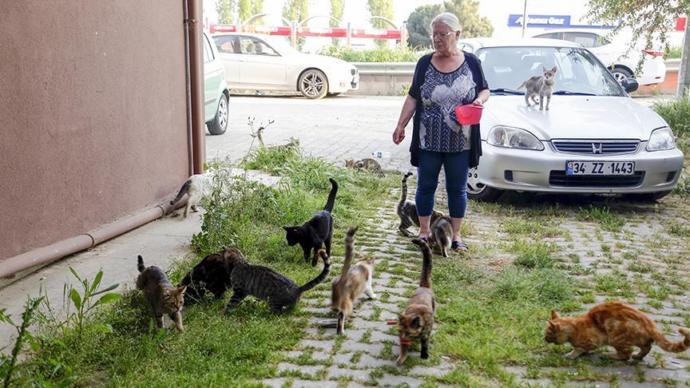 Yaralı Kediyle Birlikte Hayatı Değişti