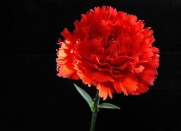 Anneler Günü'nün Mimarı Kadın: Anna Jarvis!