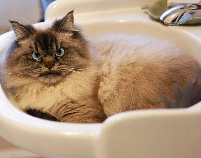 Bu Kedi İnsanın Psikolojisini Bozuyor: Hepimizden Nefret Eden Kedi Merlin!