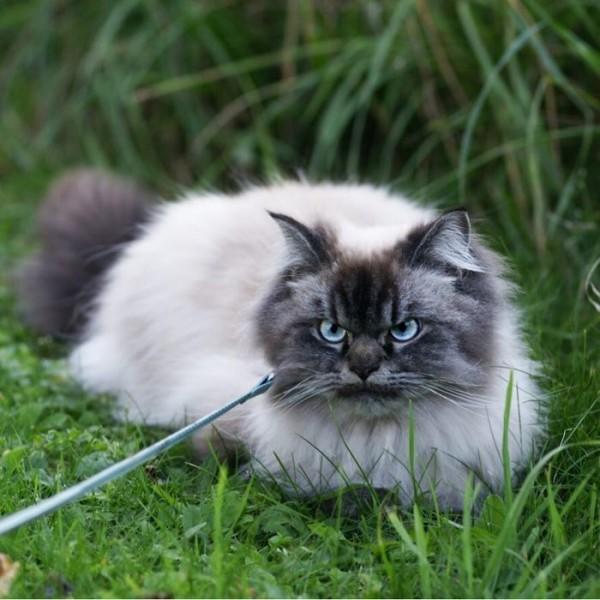 Bu Kedi İnsanın Psikolojisini Bozuyor: Hepimizden Nefret Eden Kedi Merlin!