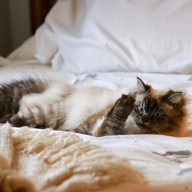 Bu Kedi İnsanın Psikolojisini Bozuyor: Hepimizden Nefret Eden Kedi Merlin!