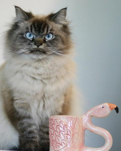 Bu Kedi İnsanın Psikolojisini Bozuyor: Hepimizden Nefret Eden Kedi Merlin!