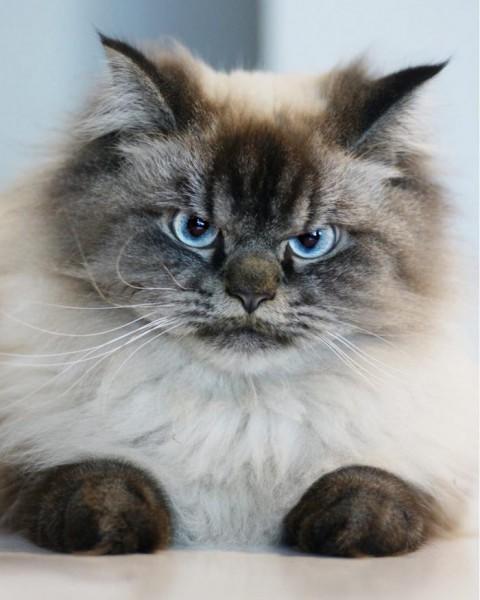 Bu Kedi İnsanın Psikolojisini Bozuyor: Hepimizden Nefret Eden Kedi Merlin!