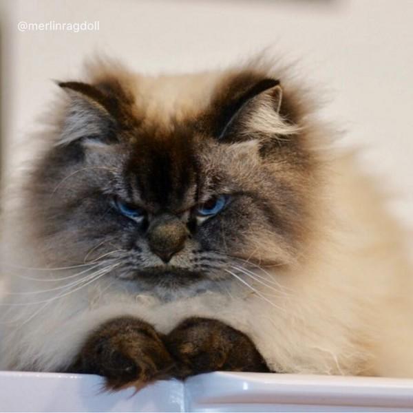 Bu Kedi İnsanın Psikolojisini Bozuyor: Hepimizden Nefret Eden Kedi Merlin!