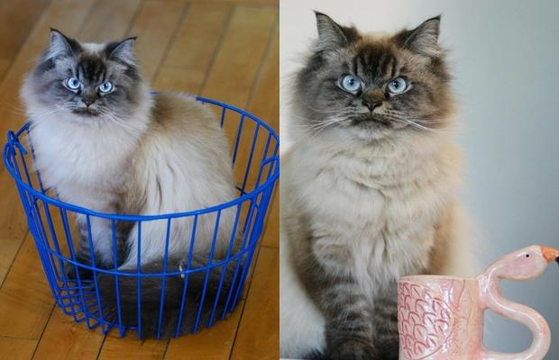 Bu Kedi İnsanın Psikolojisini Bozuyor: Hepimizden Nefret Eden Kedi Merlin!