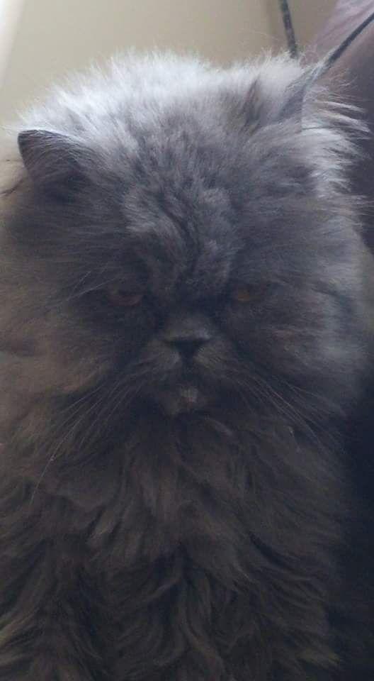 Bu Kedi İnsanın Psikolojisini Bozuyor: Hepimizden Nefret Eden Kedi Merlin!