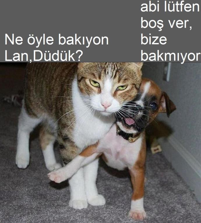Bu Kedi İnsanın Psikolojisini Bozuyor: Hepimizden Nefret Eden Kedi Merlin!