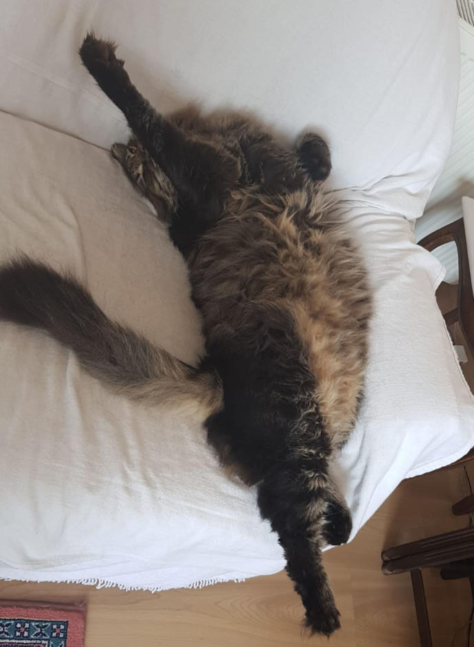 Bu Kedi İnsanın Psikolojisini Bozuyor: Hepimizden Nefret Eden Kedi Merlin!