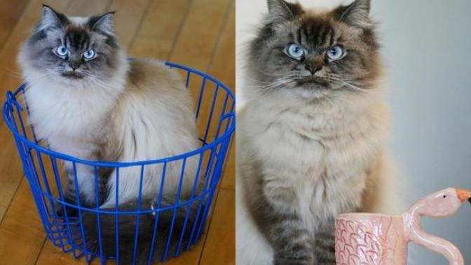 Bu Kedi İnsanın Psikolojisini Bozuyor: Hepimizden Nefret Eden Kedi Merlin!