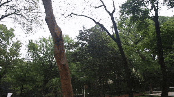 Ceviz Ağacı Olup İçinde Kök Salmak İsteyeceğiniz Gülhane Parkını Gezdim!