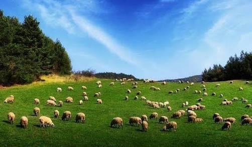 Ordu'da Kullanılan Yerel Kelimeler Nelerdir?