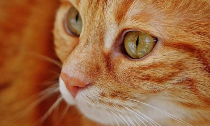Yaşanmış Gerçek Bir Hayata Dönüş Hikayesi: Sahiplendiği Kedi Hayatını Kurtardı