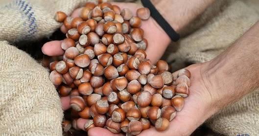Fındığın Raflara Gelene Kadar Olan Süreci Nelerdir?
